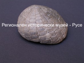 9 годишен русенец дари праисторически таралеж 9 годишен русенец дари праисторически таралеж