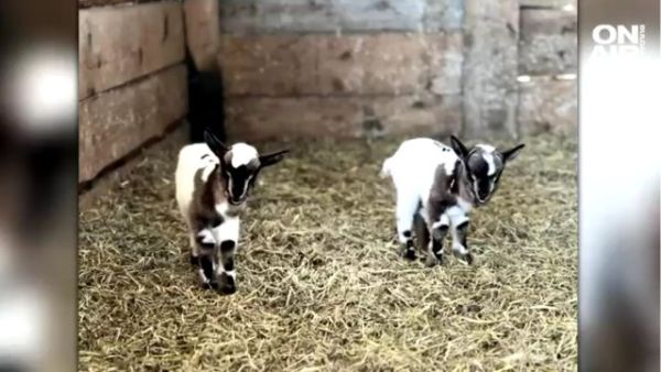 Минирадост в Бургаския зоопарк: родиха се холандски миникозички близначета 