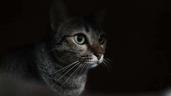 Имат ли наистина котките нощно виждане?