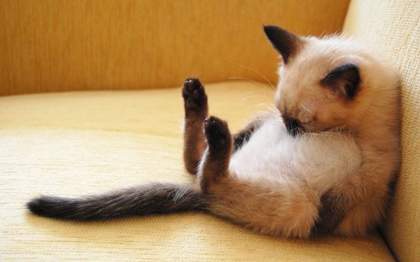 Колко часа спят котките?