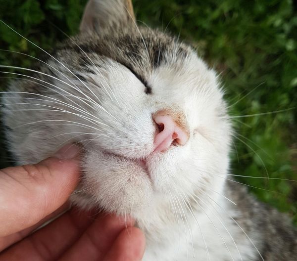 Как да галим правилно котка? Зоолозите ще ви кажат!