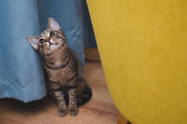 Пет породи котки, които са по-лесни за отглеждане от останалите