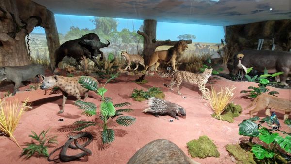 В Пловдив откриха първото в България зоокафе