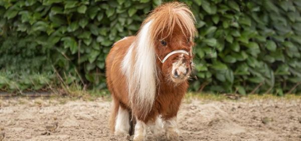 Пумуккел, миниатюрното конче, което удиви света