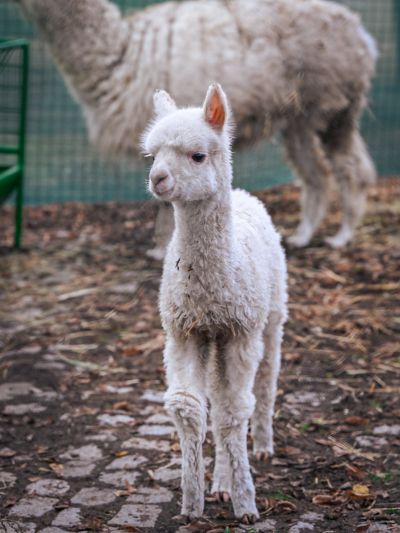 Запознайте се с бебето Инди – новата алпака в зоопарка!