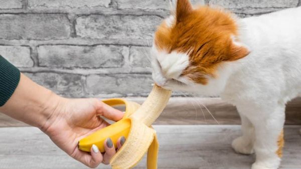 5 вкуснотийки от нашата чиния, безопасни за котки 5 вкуснотийки от нашата чиния, безопасни за котки