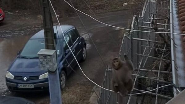 Приключение с памперс: Защо една маймунка се разходи из софийския квартал „Люлин“? Приключение с памперс: Защо една маймунка се разходи из софийския квартал „Люлин“?