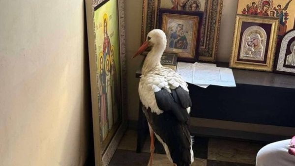 Как един смел щъркел намери подслон в параклис Как един смел щъркел намери подслон в параклис
