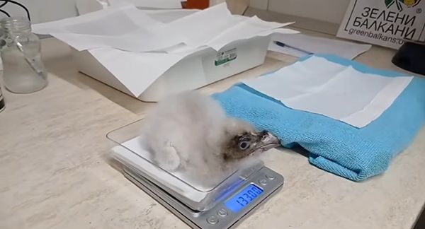 Малкият лешояд, който нямаше търпение да полети Малкият лешояд, който нямаше търпение да полети