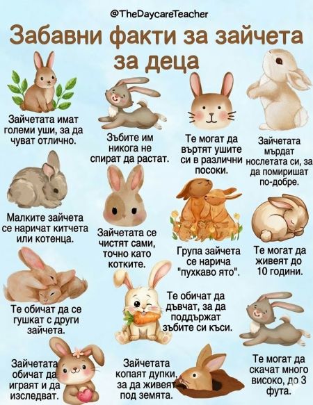 Моето първо зайче: първи стъпки към едно голямо приятелство Моето първо зайче: първи стъпки към едно голямо приятелство