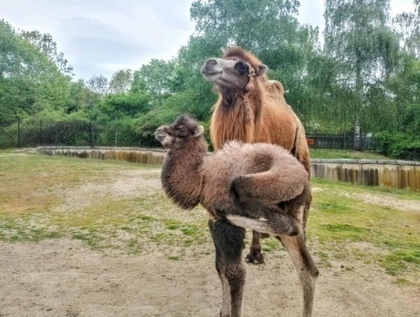 Ново пухкаво чудо в Софийския зоопарк: Запознайте се с камилчето Велика! Ново пухкаво чудо в Софийския зоопарк: Запознайте се с камилчето Велика!