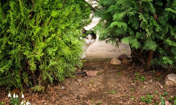 Тайният живот на писаните: 5 причини защо котките обожават да се крият Тайният живот на писаните: 5 причини защо котките обожават да се крият
