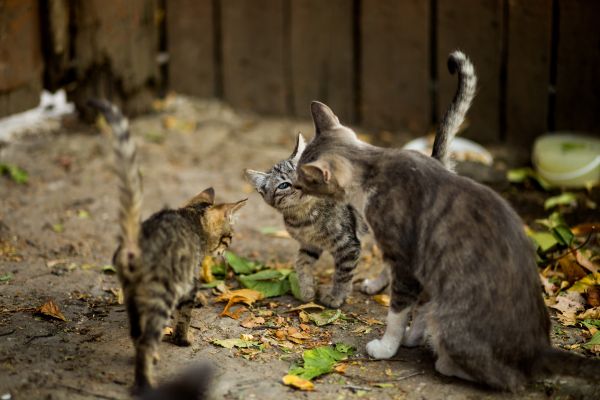 От лъва в джунглата до мяукащия домашен любимец: Как дивите котки се превърнаха в наши спътници? От лъва в джунглата до мяукащия домашен любимец: Как дивите котки се превърнаха в наши спътници?
