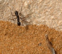 Светът на  мравките 