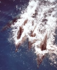 10 любопитни факта за делфините