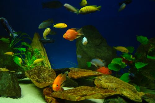 Много интересни и полезни забавления в аквариум Варна на 17 юли