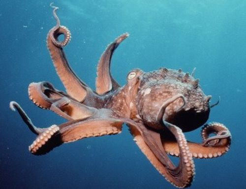 Октопод е най-новият обитател на Варненския аквариум 