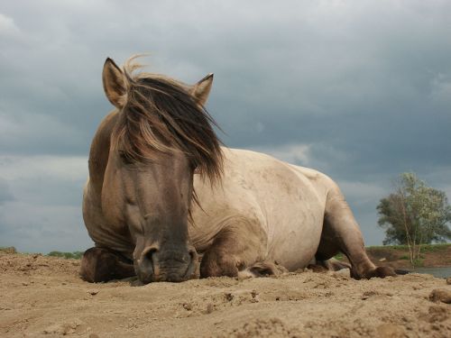 Първите български диви коне отново ще бъдат заселени в България