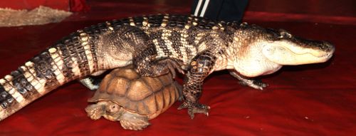 Огромният алигатор Али и костенурката Далида са най-новите звезди на Софийския постоянен цирк 