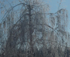 Виктор Савов, 9 г.