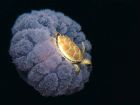 Малко костенурче се вози върху медуза.  Снимка: mainfun.ru