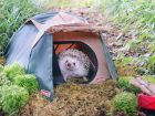  Снимка: boredpanda.com