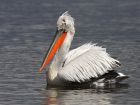 Това е къдроглав пеликан (Pelecanus crispus). Той е една от...