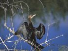 Това е малък корморан (Phalacrocorax pygmeus), той живее по...