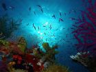 Рифът във Филипините е дом на 75 процента от всички...
