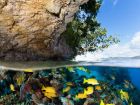 Рифът в Индонезия е любим на гмуркачите заради...