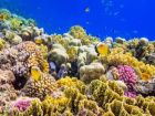 Този риф в Индийския океан е на повече от 5 хиляди...