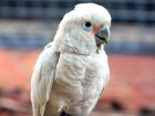 Гофиновото какаду (Cacatua goffiniana) или още Гофинова...