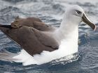 Thalassarche chrysostoma е вид птица от семейство Албатросови....