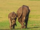 Снимка: Facebook/Comedy Wildlife Photography Awards