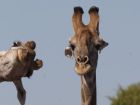 Снимка: Facebook/Comedy Wildlife Photography Awards