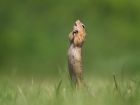 Снимка: Facebook/Comedy Wildlife Photography Awards