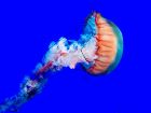 Медузите всъщност не са риби, те са планктон.