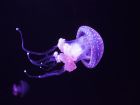 Медузите имат жила, които държат отрова на пипалата...
