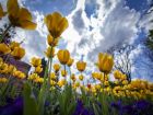 С красотата на пролетта: София грее с чудни цветове на лалета