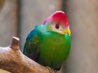 Ангола – red-crested turaco