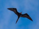 Антигуа и Барбуда – frigatebird