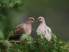 Британски Вирджински острови – mourning dove