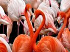 Бахамите – фламинго