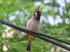 Бахрейн – Himalayan bulbul