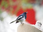 Бангладеш – oriental magpie robin