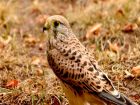 Белгия – common kestrel