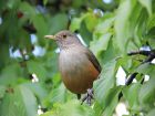 Бразилия – rufous-bellied thrush