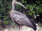 Камбоджа – giant ibis