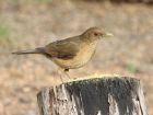 Коста Рика – clay-colored thrush