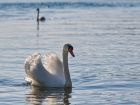 Дания – mute swan